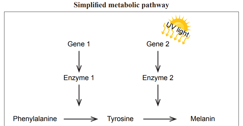 <p>Metabolic pathways</p>
