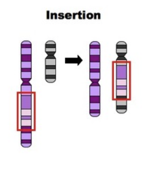 <p>a part of the chromosome transfers to another chromosome</p>