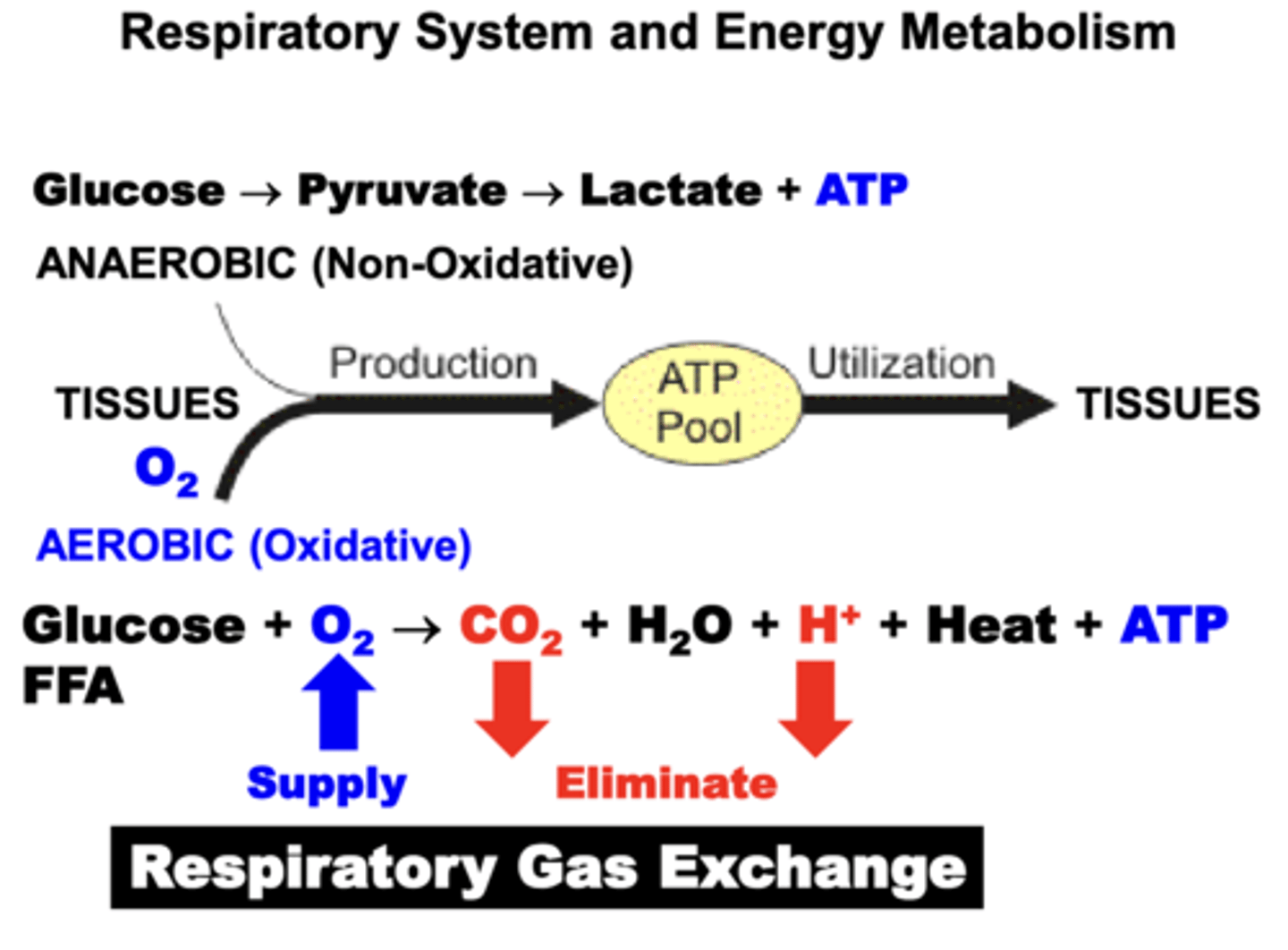 <p>o Maintain O2 supply from atmosphere to tissues</p><p>o Eliminate CO2 (and other metabolic products) from tissue to atmosphere</p><p>= Respiratory Gas Exchange</p>