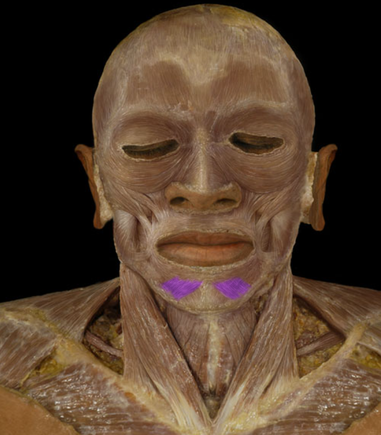 <ul><li><p>Depression of lower lip (pout)</p></li><li><p>Origin: Mandible</p></li><li><p>Insertion: muscles of lower lip</p></li><li><p>Innervation: Facial nerve (CN VII)</p></li></ul><p></p>