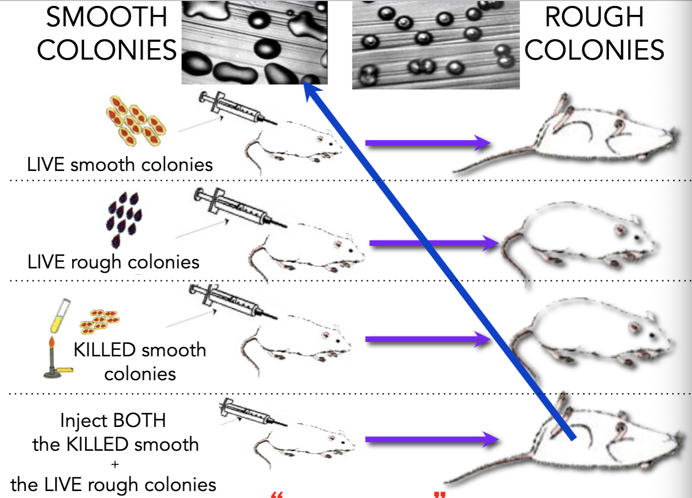 <p>explain this experiment.</p>