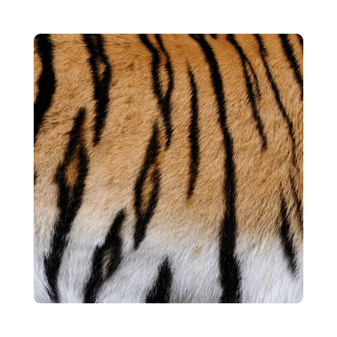 <p><span>The tiger is known for its beautiful orange </span><strong>stripes</strong><span>.</span></p>