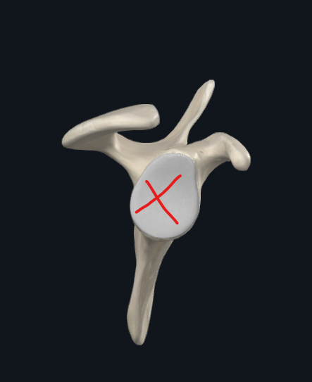 <p>What is this part of the scapula called?</p>