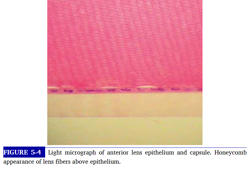 <p>lens epithelium </p>
