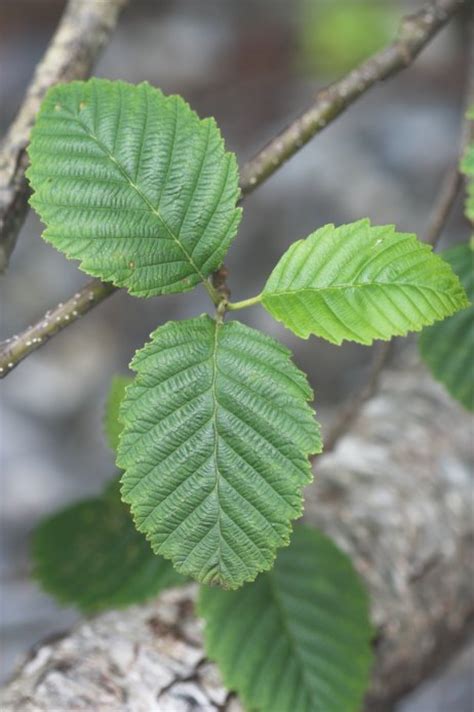 <p>Which member of the Betulaceae famly produces these leaves? hint: margins are rolled over</p>