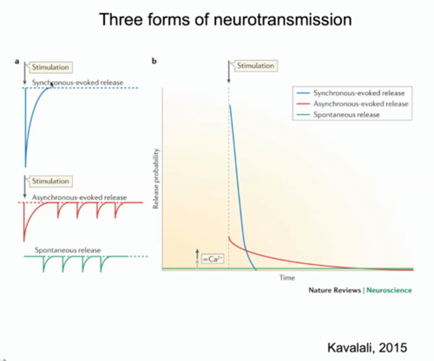 <p>b. Release of neurotransmitters in response to an action potential</p>