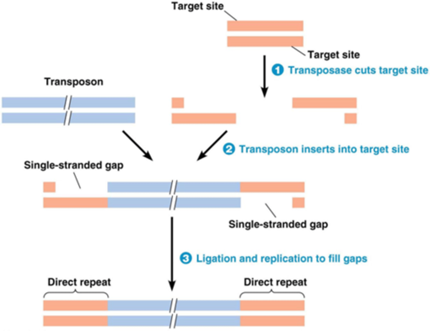 <p>1. Katalyse door transposase:</p><p>- knippen van beide DNA strengen op een verschillende plaats ->vorming van ‘sticky ends’= enkelstrengige stukken DNA)</p><p>2. Insertie van transposon</p><p>3.DNA repair door bacteriële enzymen: DNA polymerase + ligase</p><p>->‘target-site’ duplicatie</p>