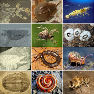 <p>Phylum Arthropoda</p>