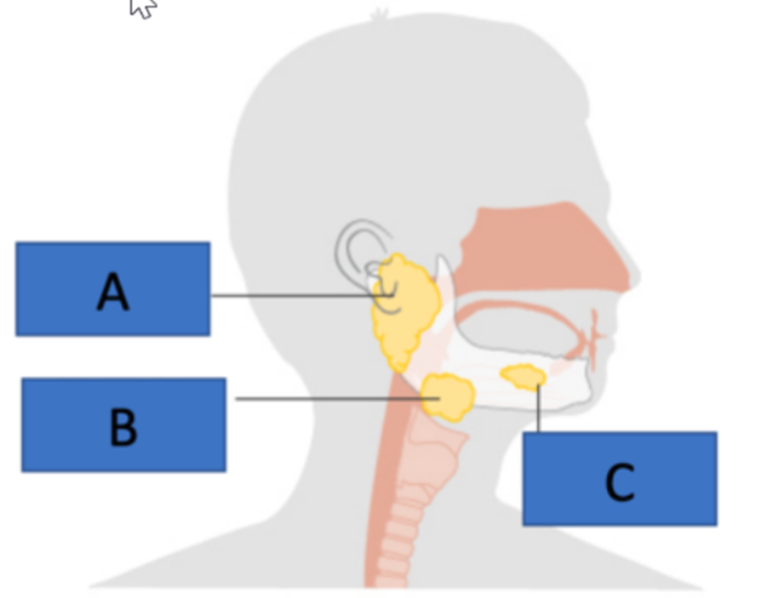 <p>Identify all components indicated by the letters</p>