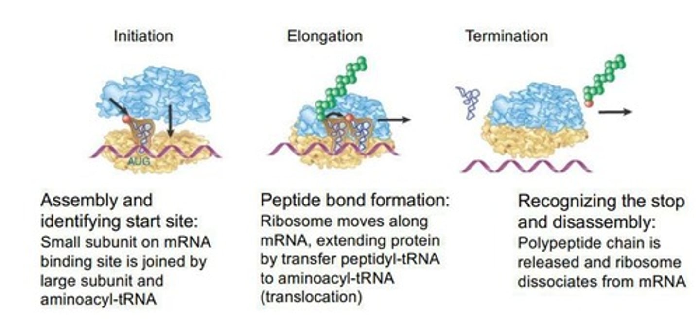 <p>The first stage of translation where the ribosome assembles around the start codon.</p>