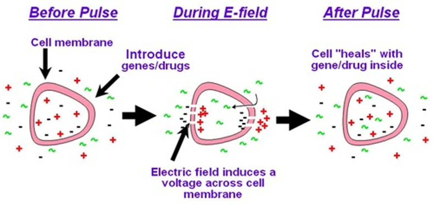 <p>An electric field used to increase the permeability of a bacterial cell membrane so that it takes up plasmids more readily.</p>