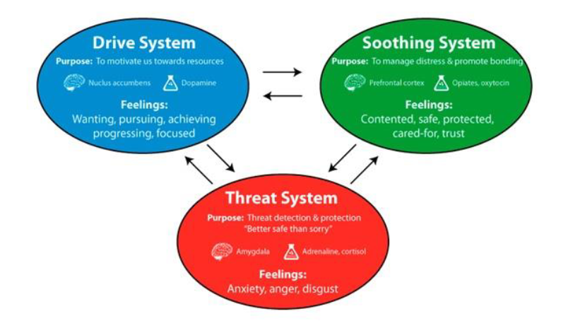 <ol><li><p><strong>Drive system</strong></p><ul><li><p>Purpose: to motivate us towards resources.</p></li><li><p>Nuclus accumbens, Dopamine</p></li><li><p>Feelings: wanting, pursuing, achieving, progressing, focused.</p></li></ul></li><li><p><strong>Soothing system</strong></p><ul><li><p>Purpose: to manage distress &amp; promote bonding.</p></li><li><p>Prefrontal cortex, Opiates Oxytocin.</p></li><li><p>Feelings: contented, safe, protected, cared-for, trust.</p></li></ul></li><li><p><strong>Threat system</strong></p><ul><li><p>Purpose: threat decisions &amp; protection ‘better safe than sorry’.</p></li><li><p>Amygdala, Adrenaline, corticsol</p></li><li><p>Feelings: anxiety, anger, disgust.</p></li></ul></li></ol><p></p>