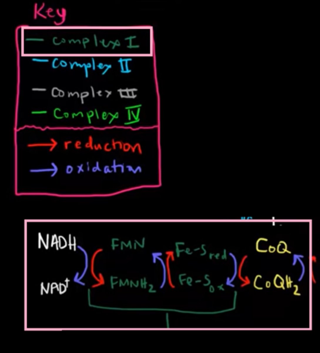 <p>contain prostatic groups: (they help passing e⁻)</p><p>1. FMN - Flavin mononucleotide</p><p>2. Fe-S clusters (Iron-sulfur clusters)</p><p>This complex catalyzes:</p><p>1. transfer of e⁻ from NADH -&gt; FMN -&gt; Fe-S clusters -&gt; UQ**</p><p>** ubiquinone</p><p>2. pump 4H⁺ ions, from the matrix to intermembrane space.</p><p>net:</p><p>NADH+H⁺+UQ+4H⁺(in Matrix) --&gt; NAD⁺+UQH₂+4H⁺(in InterMembranous space)</p>