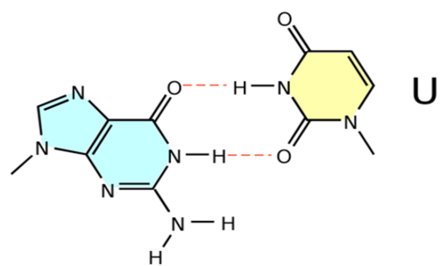 <p>base found in RNA; pairs with Adenine; substitute for Thymine in DNA</p>