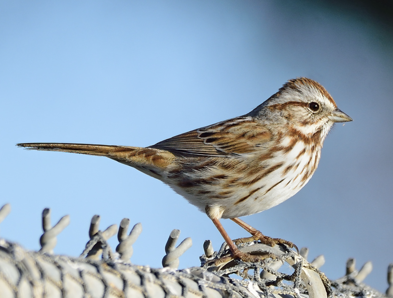 <p>What is this bird?</p>