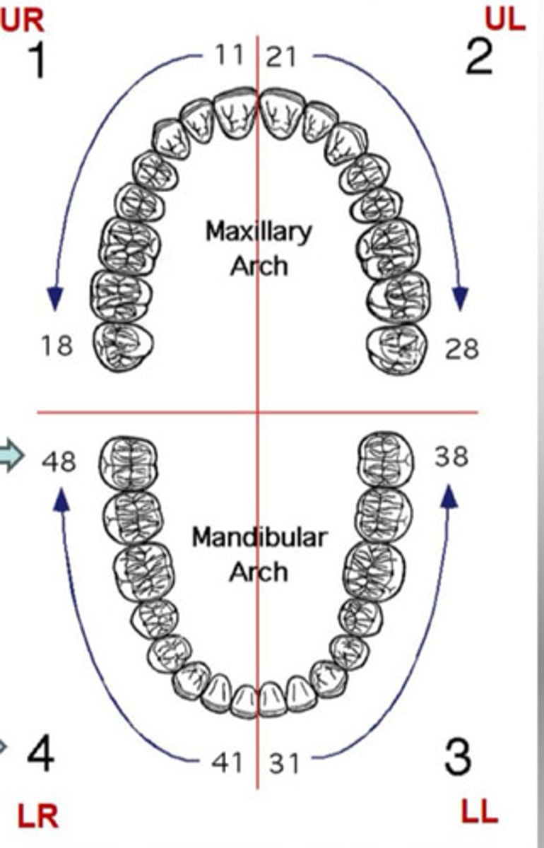 <p>Uses two digits for each tooth</p><p>First digit represents arch/quadrant side</p><p>Second refers to tooth position 1-8 from midline</p>