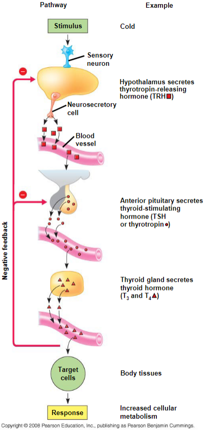 <ul><li><p>cold stimulus from sensory neuron signals <mark data-color="blue">hypothalamus to secrete thyrotropin-releasing hormone (TRH)</mark></p></li><li><p>TRH causes the <mark data-color="blue">anterior pituitary to secrete thyroid-stimulating hormone (TSH)</mark></p></li><li><p>the <mark data-color="blue">thyroid secretes T3 and T4,</mark> targeting body tissues to increase metabolism</p></li></ul>