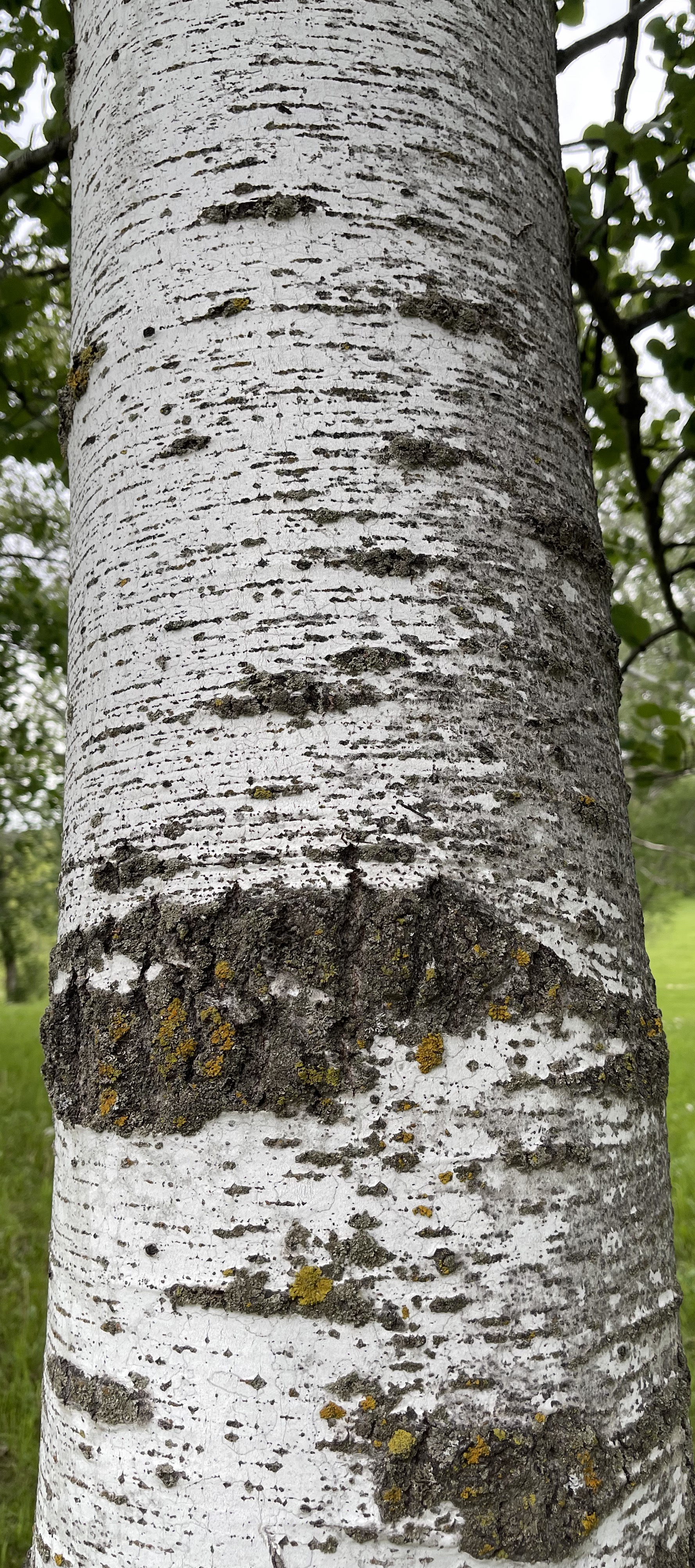 <p><em>Populus tremuloides</em></p>