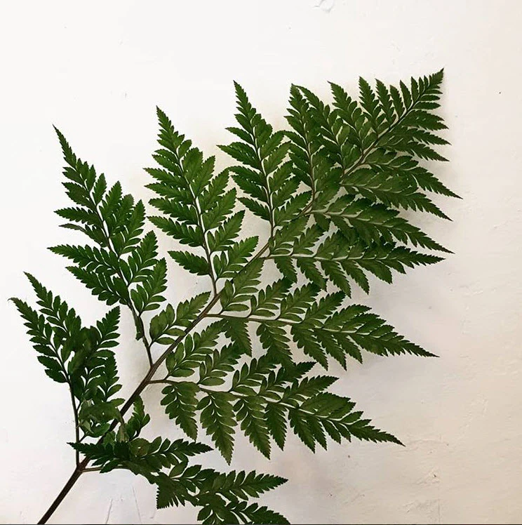 <p><span>What plant is this? (Name, Genus)</span></p>