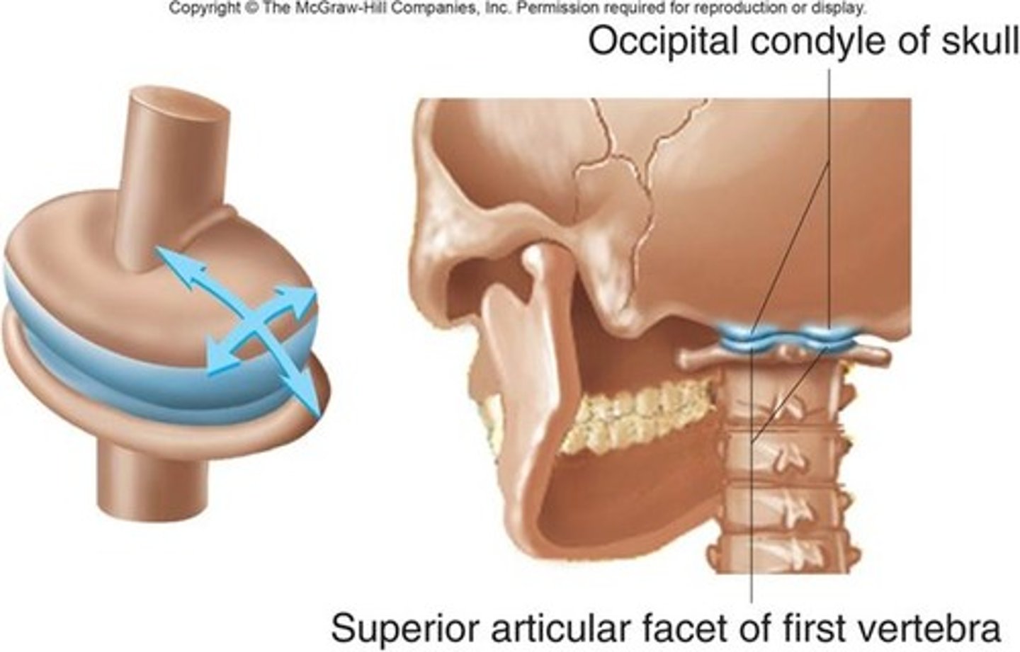 <p>beetwen the occipital joint and the first cervial vertebra.</p>