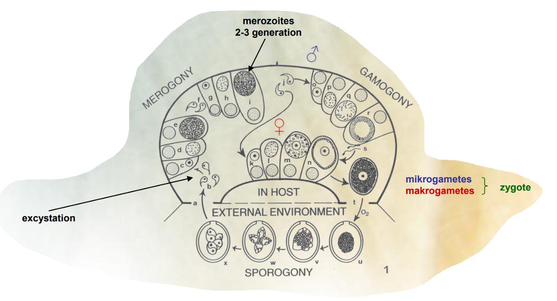 <ol><li><p><strong>exogenous sporogony: </strong>formation of sporozoits within the oocyst from single organism outside host environment.</p></li><li><p><strong>endogenous merogony: </strong>Once ingested by new host, sporulated oocyst release sporozoites that invade the cells, inside these, the sporozoites undergo asexual replication → production of merozoites.</p></li><li><p><strong>endogenous gamegony: </strong>production of gametes resulting in sexual reproduction within the host. - some merozoites differentiate into microgametes and macrogametes. </p></li></ol><p><strong>Monoxenous: life cycle in one host </strong>- Eimeria. </p>