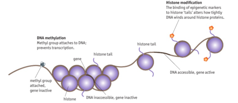 <p>The attachement of groups (e.g. methyl groups) to the DNA of a gene prevents transcription to mRNA, by stopping the RNA polymerase binding. The modification of histones by addition of, for example methyl or acetyl groups, affects how tightly the DNA is wrapped around the histone. When wound tightly the genes are inactive:they cannot be transcribed to  mRNA. The gene therefore cannot make protien.</p>