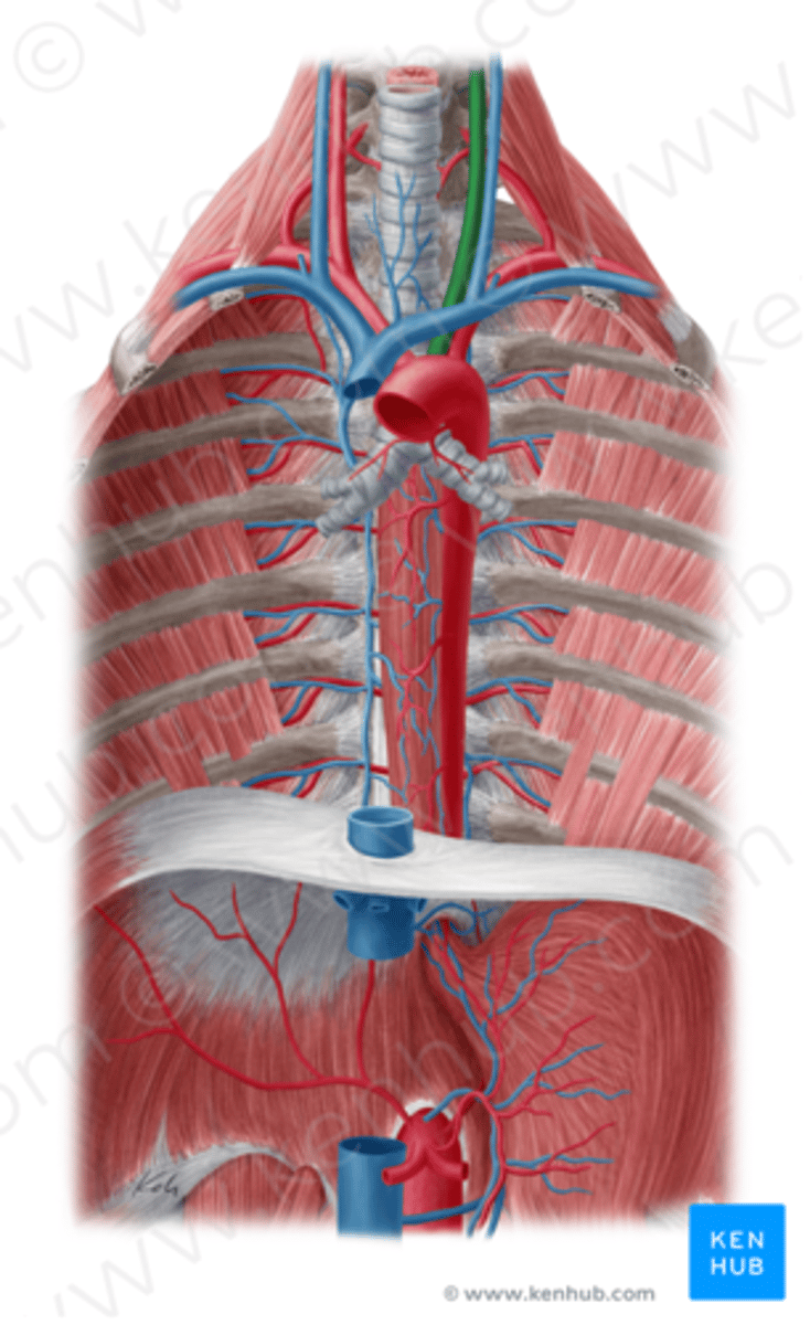 <p>oorsprong: aortaboog</p><p>voorziet: voorhoofd, neus en ogen</p>