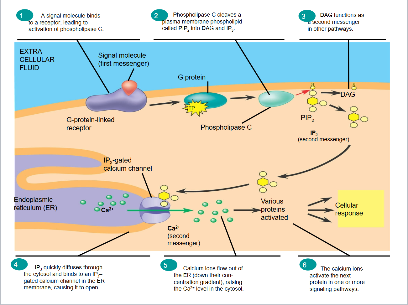 <ul><li><p class="Paragraph SCXO147130845 BCX0" style="text-align: left;"><span style="background-color: inherit; line-height: 23px;"><span>Enzyme that breaks down a membrane lipid called PIP2.</span></span><span style="line-height: 23px;"><span>&nbsp;</span></span></p></li><li><p class="Paragraph SCXO147130845 BCX0" style="text-align: left;"><span style="background-color: inherit; line-height: 23px;"><span>Cleavage produces 2 second messengers: DAG and IP3</span></span><span style="line-height: 23px;"><span>&nbsp;</span></span></p></li><li><p class="Paragraph SCXO147130845 BCX0" style="text-align: left;"><span style="background-color: inherit; line-height: 23px;"><span>IP3- diffuses through the cytosol and binds to IP3 gated calcium channel in ER membrane, causing it to open</span></span><span style="line-height: 23px;"><span>&nbsp;</span></span></p></li></ul><p></p>