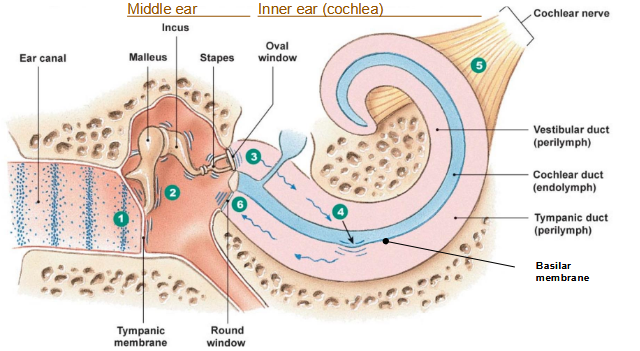 <ul><li><p>Sound waves enter ear canal → strike tympanic membrane → become vibrations</p></li><li><p>3 bones of middle ear vibrate (malleus, Incus, Stapes)</p></li><li><p>Oval window in vetibular duct passes vibration from stapes into fluid waves</p></li><li><p>Fluid waves cause vibration in basil membrane which bend inner hair cells</p></li><li><p>The tympanic duct get hit with vibration that dissipate at round window</p></li></ul><p></p>