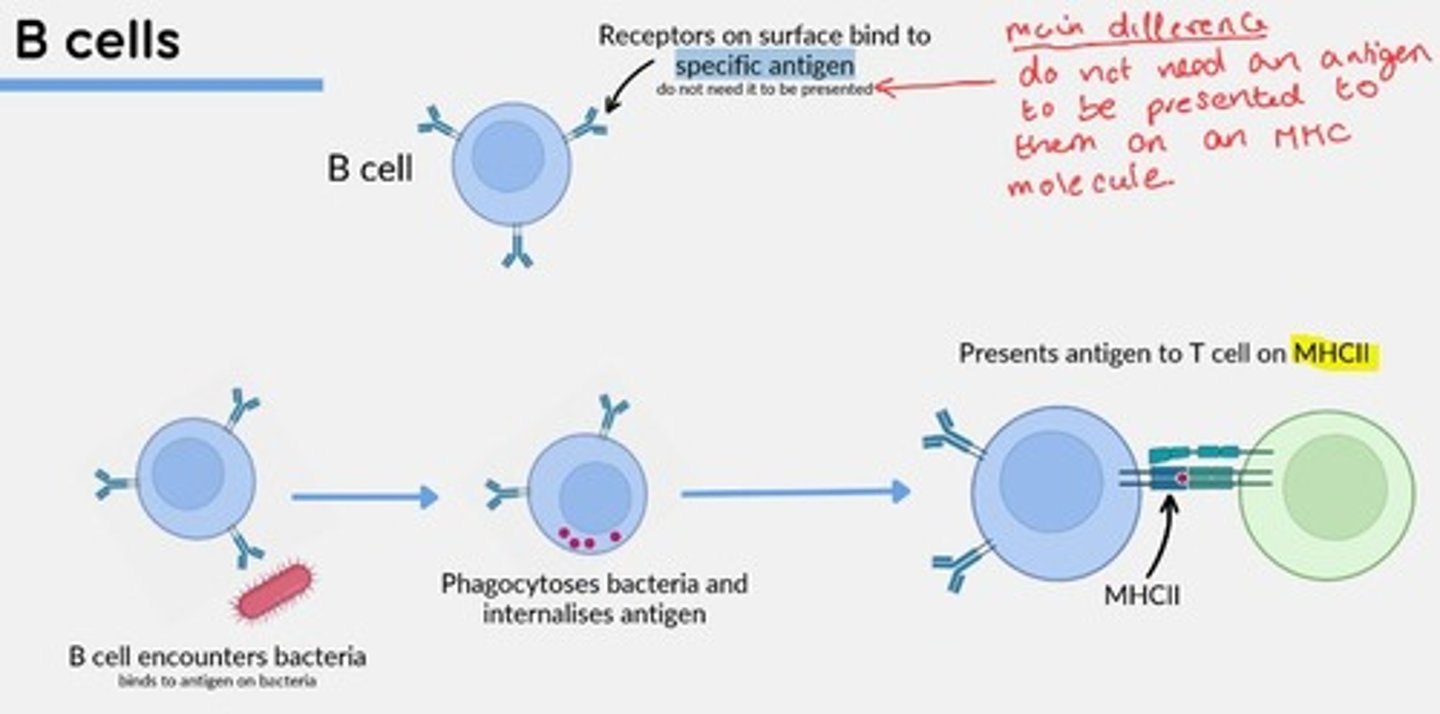 <p>Humoral Immunity</p><p>Mediate production of antigen-specific immunoglobulins (antibodies).</p><p>Mature cells circulate between secondary lymphoid organs in search of antigens.</p>