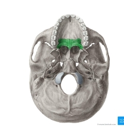 <p>Latin for Plate, Top of Mouth</p>