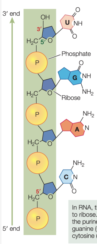 <ul><li><p>usually single stranded —> folds back on itself to form short double-strand regions </p></li><li><p>folding occurs by complementary base pairing, so <strong><u>structure is determined by the order of bases</u></strong></p></li><li><p>the double-strand region gives the molecule a 3d shape that affects how it interacts with other molecules </p></li></ul><p></p>