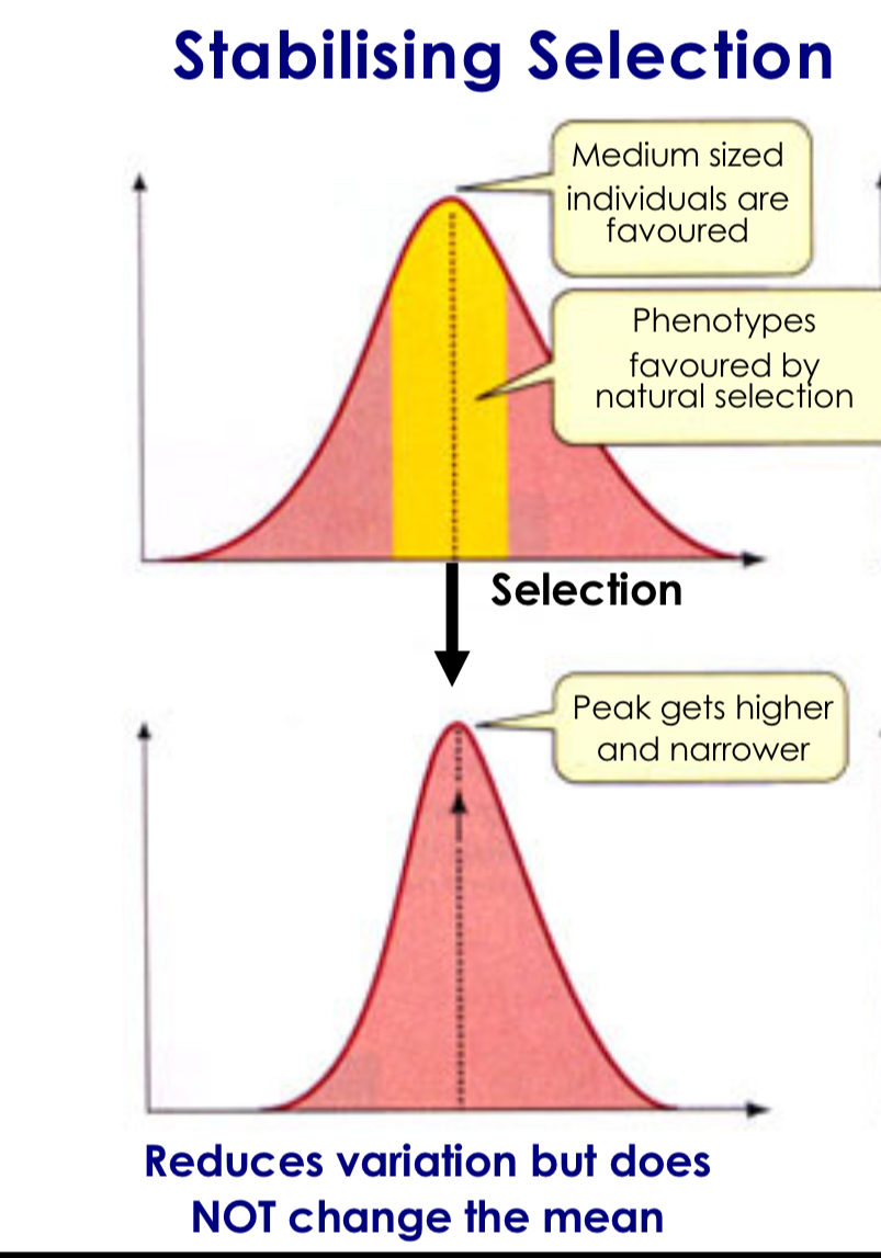 <p>Natural selection that favors intermediate variants by acting against extreme phenotypes</p>