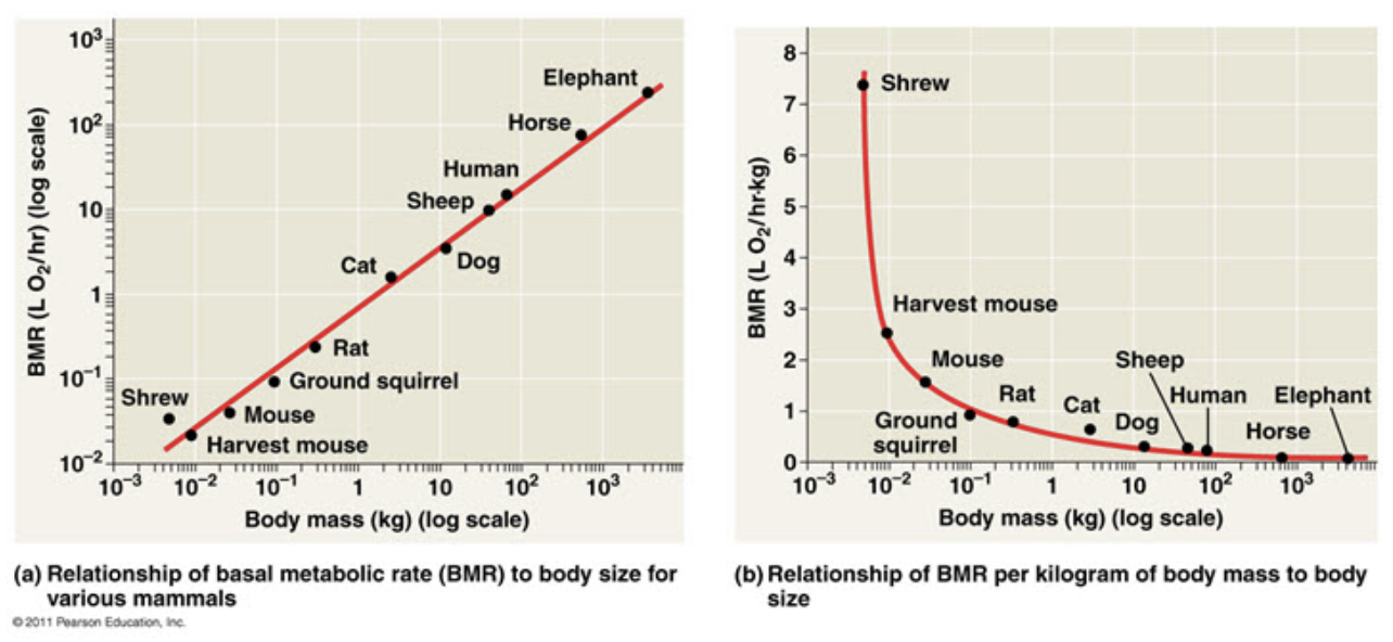<p></p><p>→ considered relationships revealed from animal sleep studies</p><p><u>Characteristics of larger, more complex animals</u>: </p><ul><li><p>↑ Basal (overall) metabolic rate = ↑ Body mass</p><p>BUT</p></li><li><p>↑ Body mass = ↓ Metabolic rate per kg (cellular units)</p><p>THEREFORE</p></li><li><p>↓ Metabolic rate per kg (cellular units) = ↓ Heart rate = ↑ Life span</p><p>+</p></li><li><p>↑ Length of sleep cycles (restoration) </p><p></p></li><li><p>Hypothesized to be related to economies of scale related to heat (energy) savings and nutrient-waste distribution networks</p></li></ul><p></p>