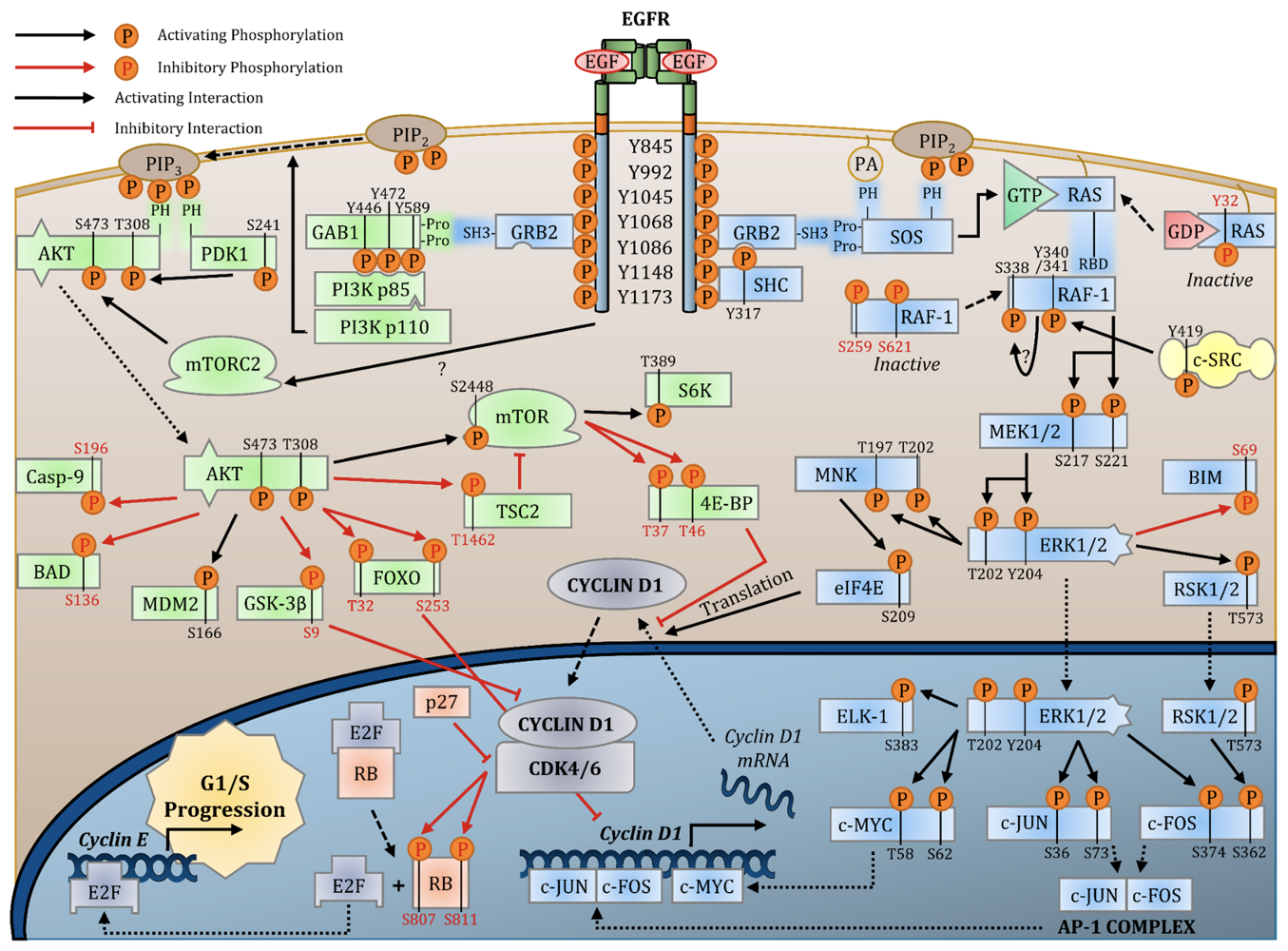 <p>Linked to many growth factor signaling pathways</p><ul><li><p>c-JUN, c-FOS, c-MYC</p><ul><li><p>closely connected to signaling pathways</p></li></ul></li></ul><p></p>