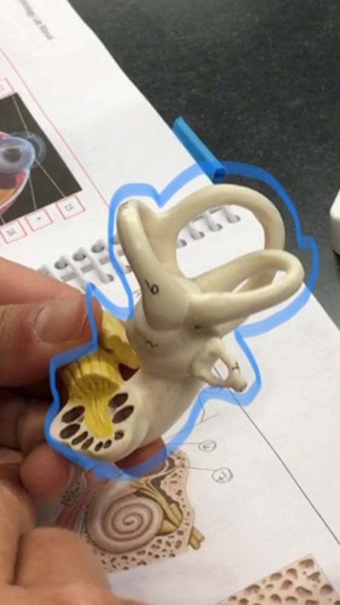 <p>rigid, bony outer wall of the inner ear in the temporal bone. It consists of three parts: the vestibule, semicircular canals, and cochlea.</p>