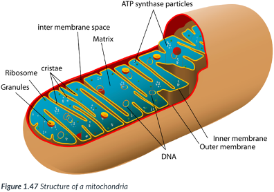 <p>Each mitochondrion is bound by a double membrane.  </p><p>There are _____ membranes, one inside the other. </p>
