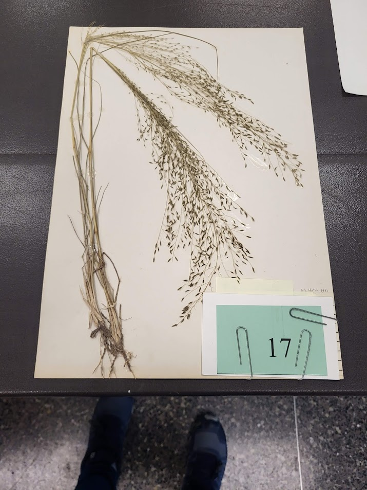 Plains lovegrass