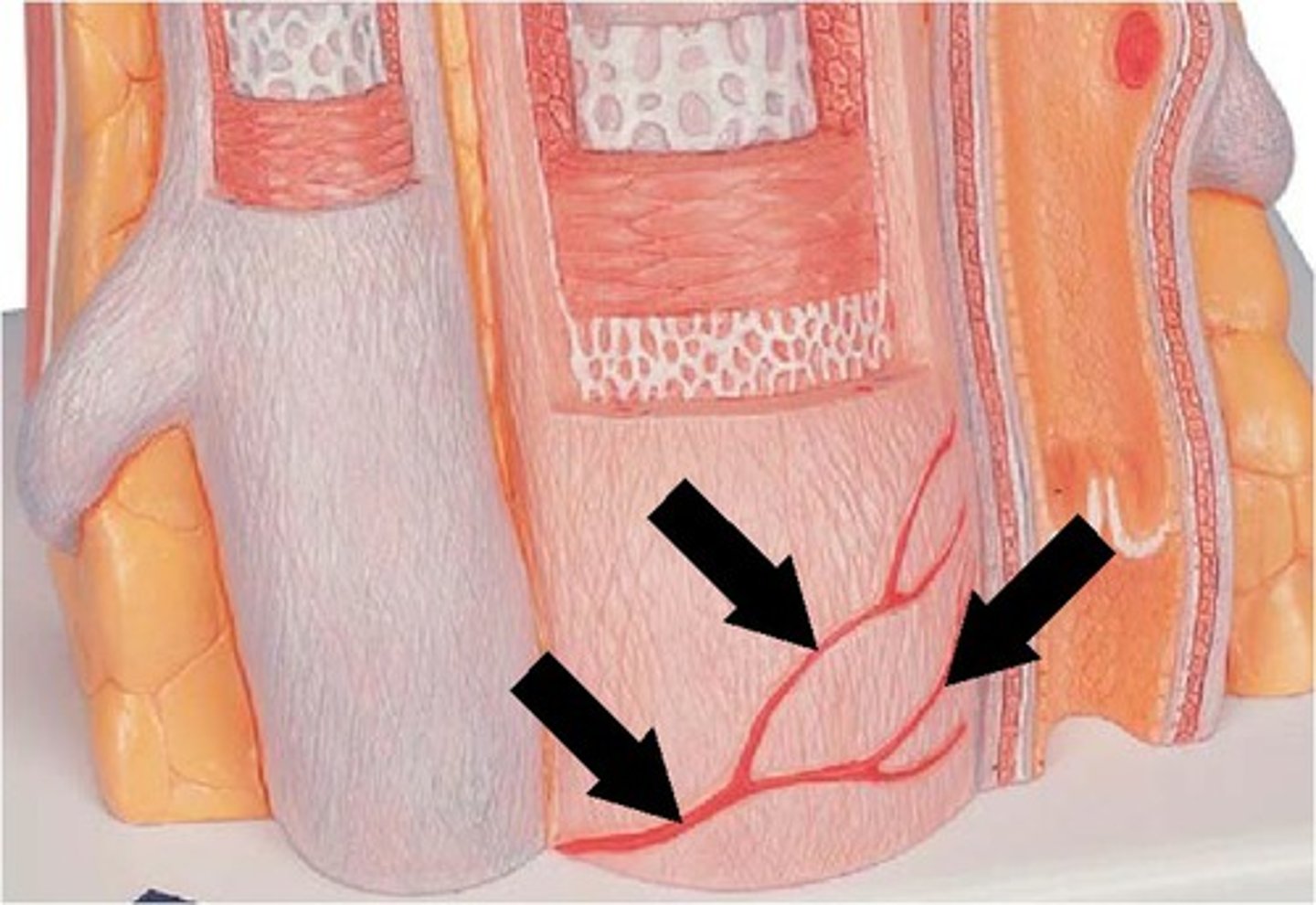 <p>blood vessel for (large) blood vessels</p>