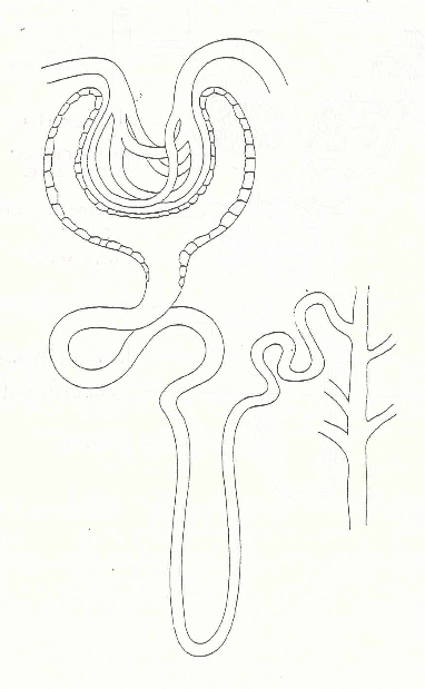 <p><span>•Most of the filtered water and solutes have been reabsorbed by the time they reach the DCT.</span></p><p><span>Reabsorption in the PCT and loop of Henle does not vary withthe needs of the body, but in the DCT and CD reabsorption is fine-tuned based on the body’s need by hormones.</span></p>