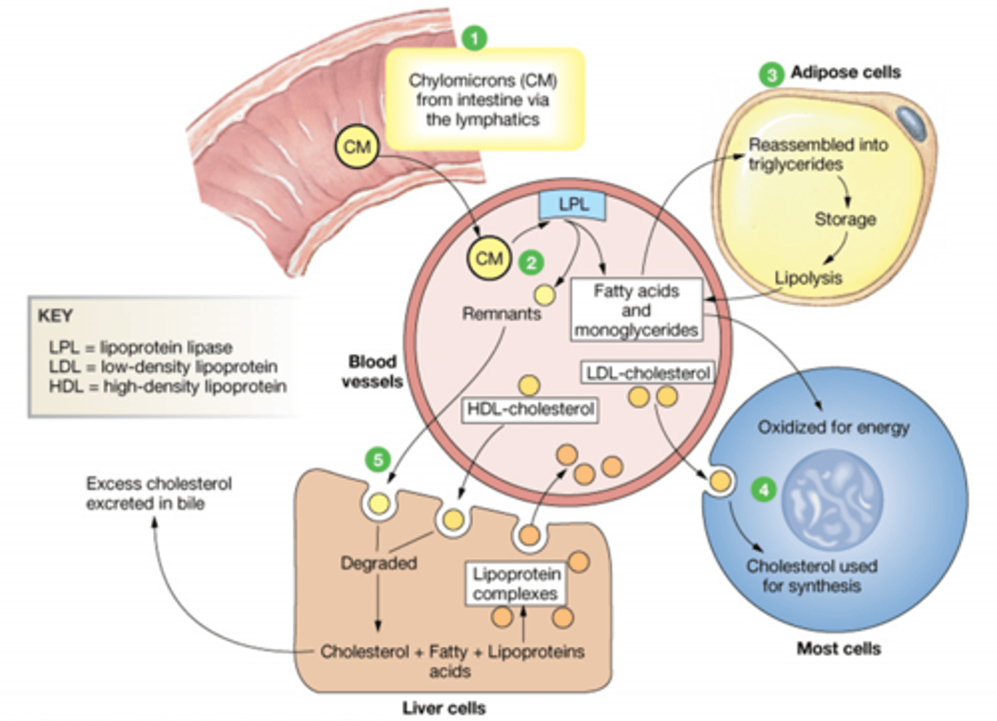 <p>It travels around the body picking up cholesterol and returning it to the liver. Once its done it is degraded.</p>