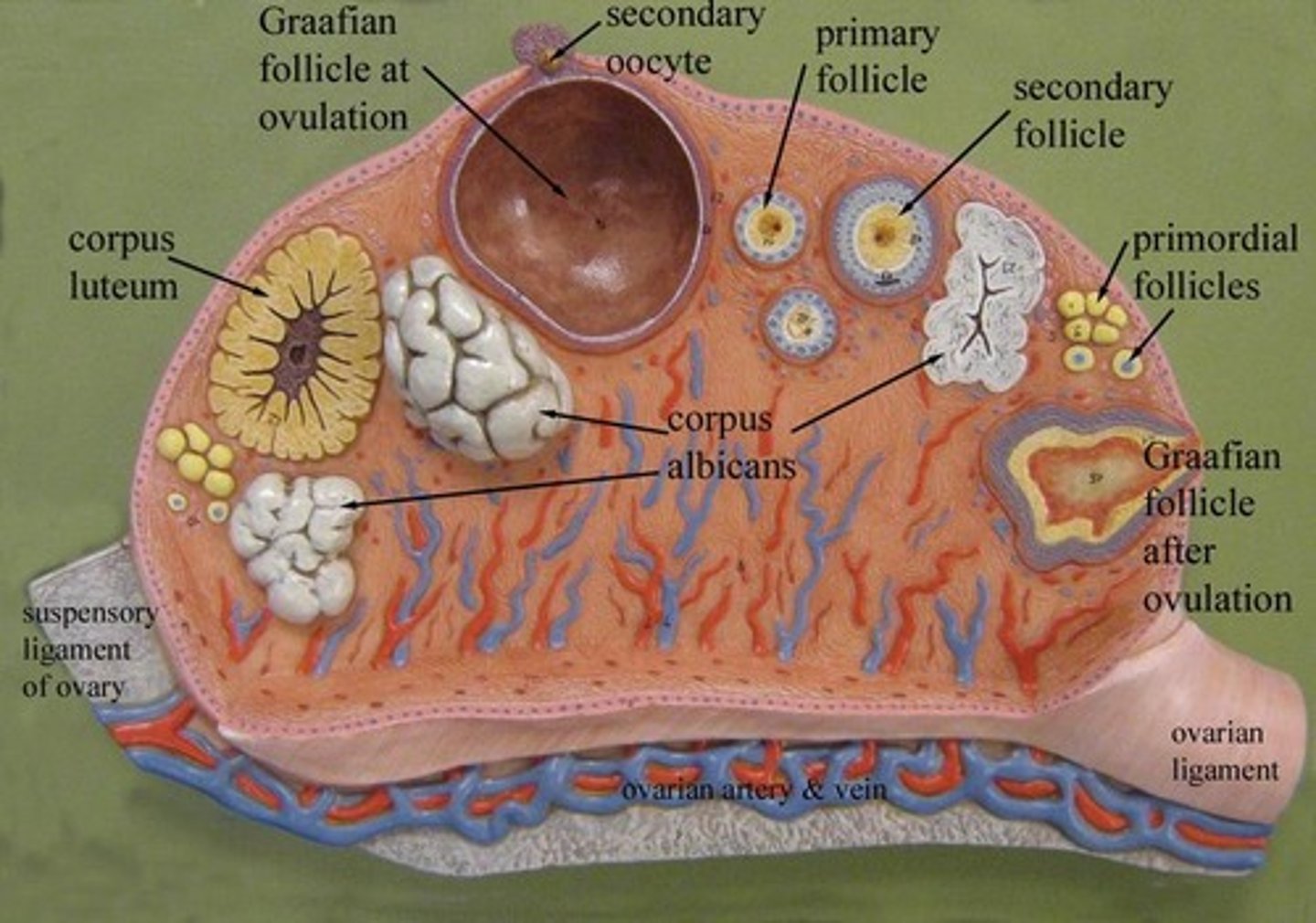 <p>drain the ovaries into inferior vena cava</p>