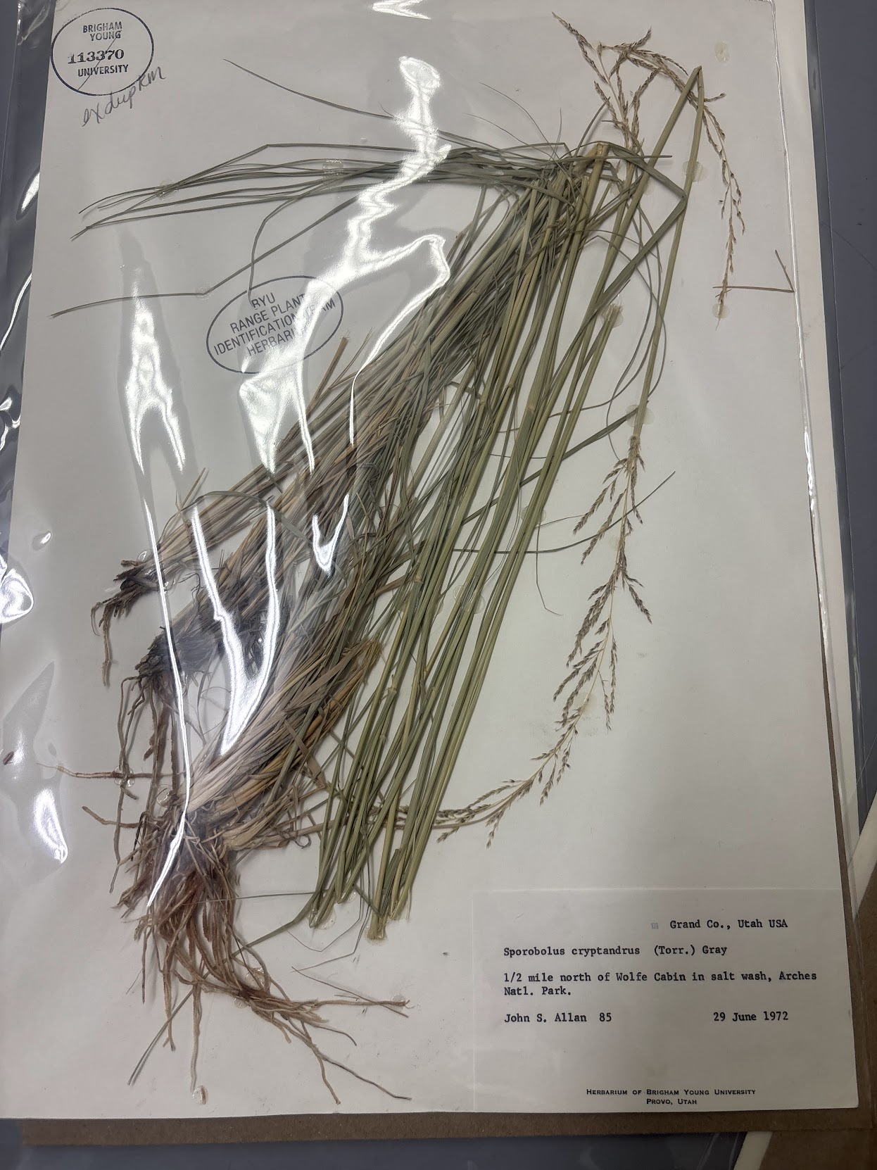 <p>Eragrosteae - Sporobolus cryptandru - sand dropseed </p>