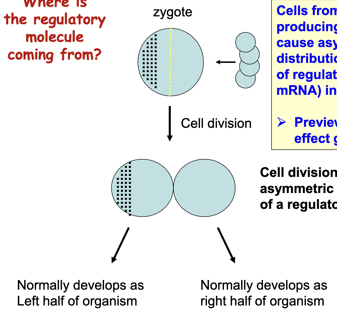 <ul><li><p>cell division results in an asymmetric distribution of a regulatory molecule</p></li><li><p>egg (zygote) cell is surrounded by other cells that deposit mRNA into egg (in specific locations)</p></li><li><p>asymmetric distribution gives positional info in zygote, which is maintained when cells start dividing</p></li><li><p>cells from female (egg-producing) parent cause asymmetric distributions of regulators (maternal mRNA in the egg), even before fertilization</p></li></ul><p></p>