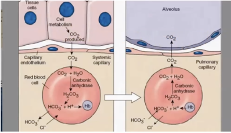 <p>Gases move from high to low concentrations.</p><p><mark data-color="red">REMEMBER: It’s caused by Type 1 alveolar cells</mark></p>