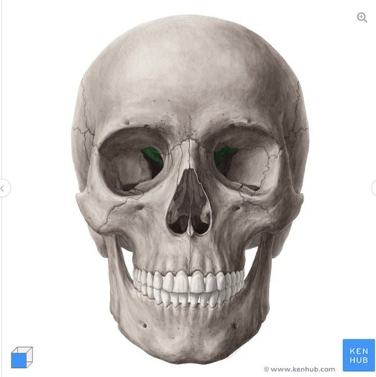 <p>what is this called and what bone is it on?</p>