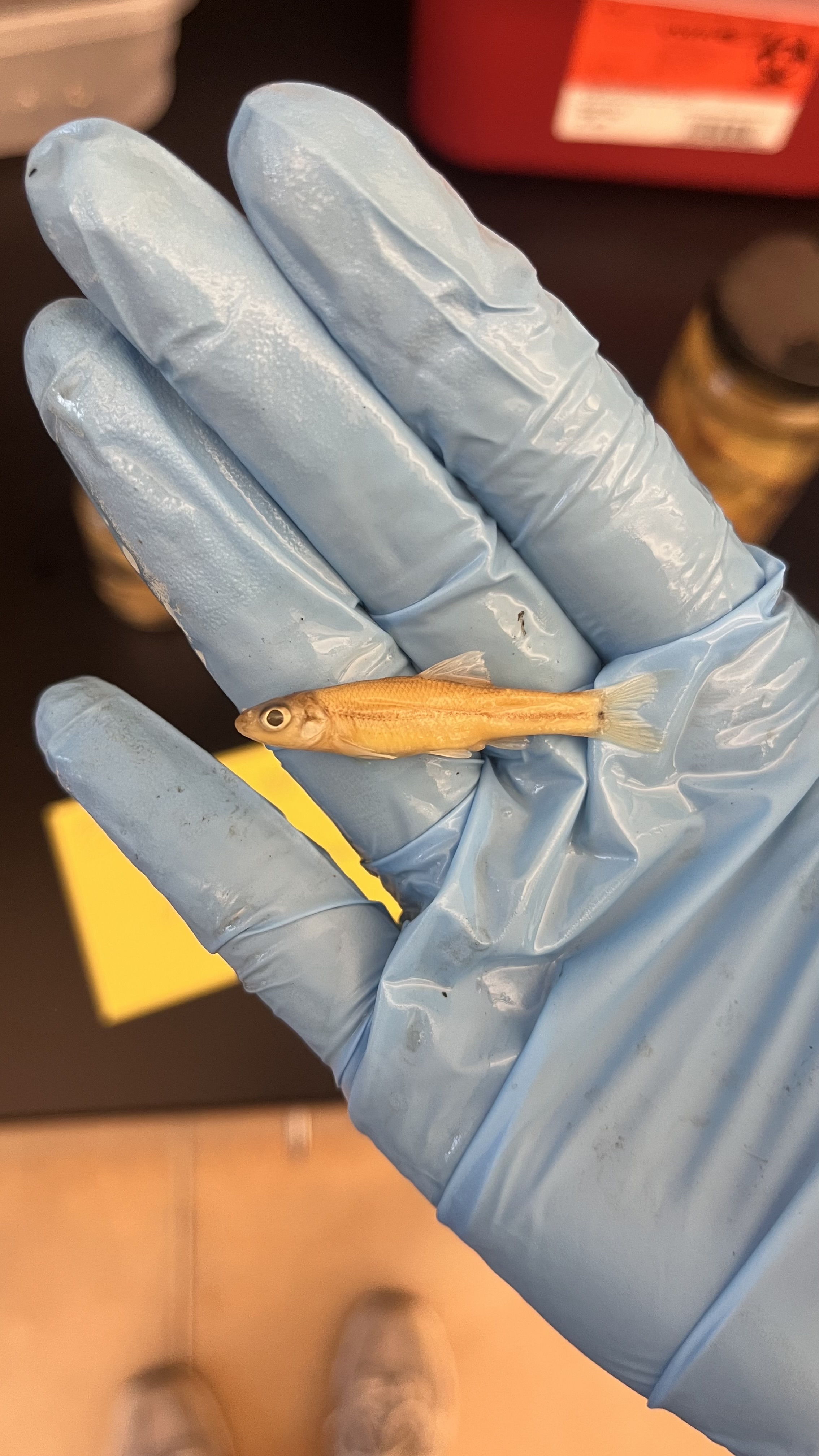 <p>Fathead Minnow</p>