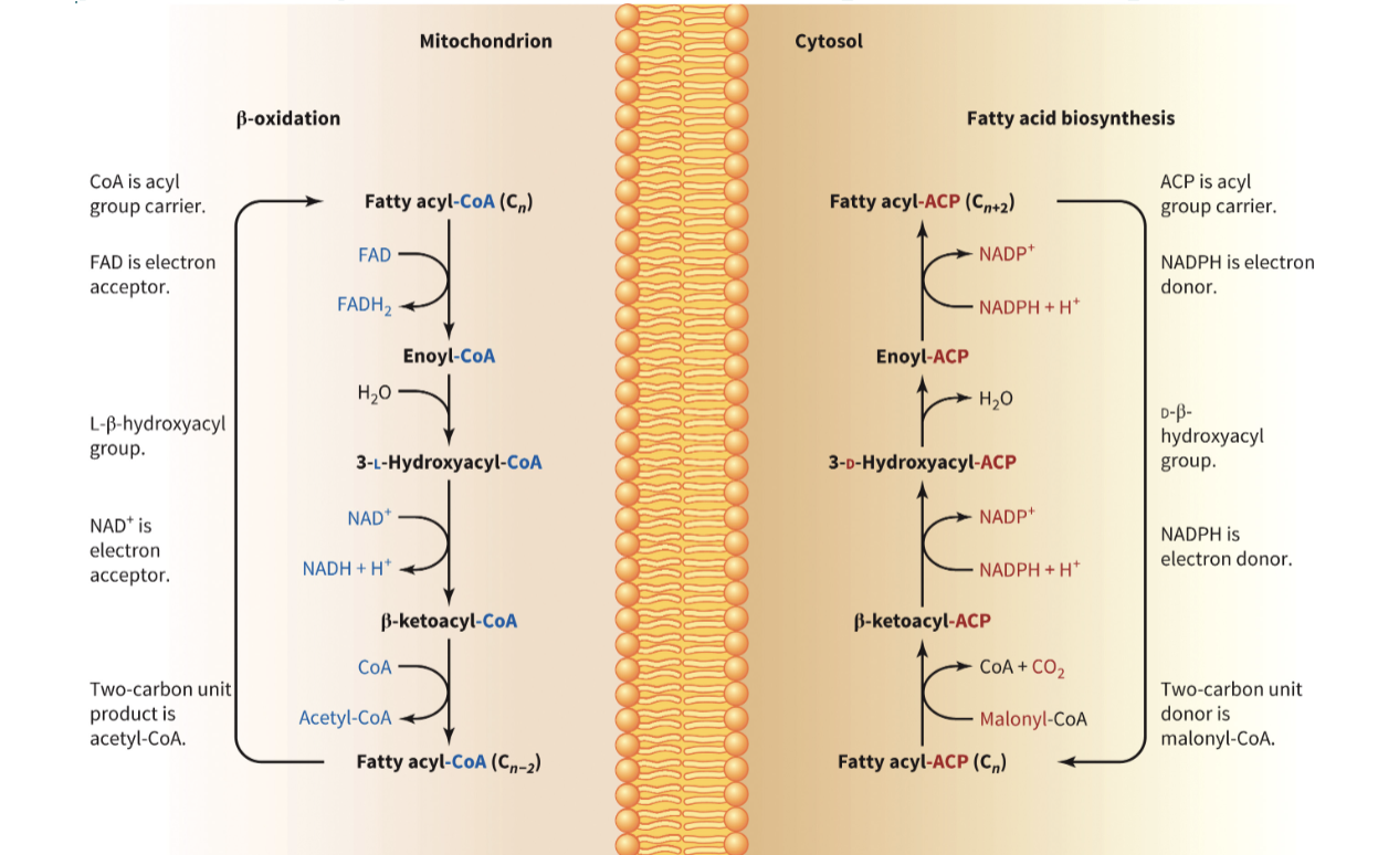 <ul><li><p>synthesis</p><ul><li><p><strong>requires</strong> acetyl-CoA and malonyl-CoA</p></li><li><p><strong>requires</strong> reducing power (NADPH)</p></li><li><p>takes place in the cytosol in animals, chloroplast in plants</p></li></ul></li><li><p>catabolism</p><ul><li><p><strong>produces</strong> acetyl-CoA</p></li><li><p><strong>produces</strong> reducing power (NADH)</p></li><li><p>occurs in the mitochondrial matrix</p></li></ul></li></ul>