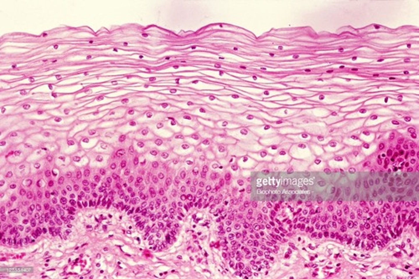 <p>Nucleus</p><p>Plasma membrane</p><p>Cytoplasm</p>