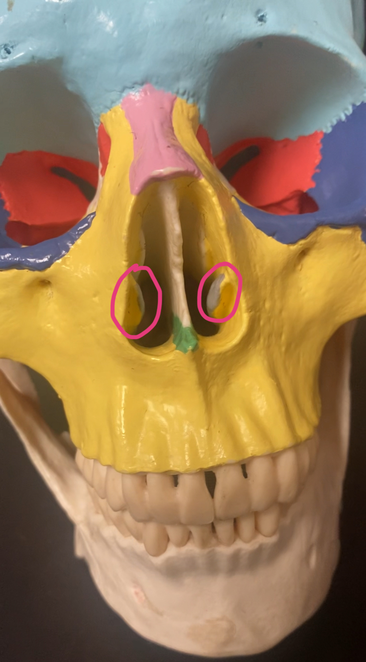 <p>irregular bone</p>